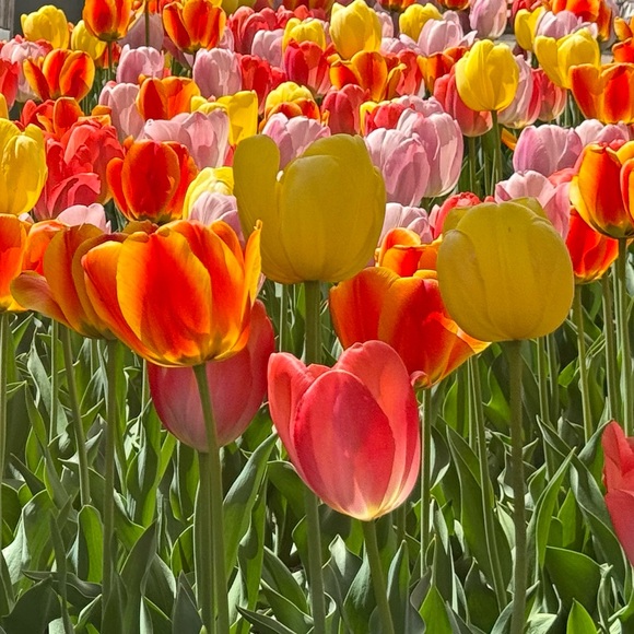 Meet your Posher, Kay - Picture 2 of 2